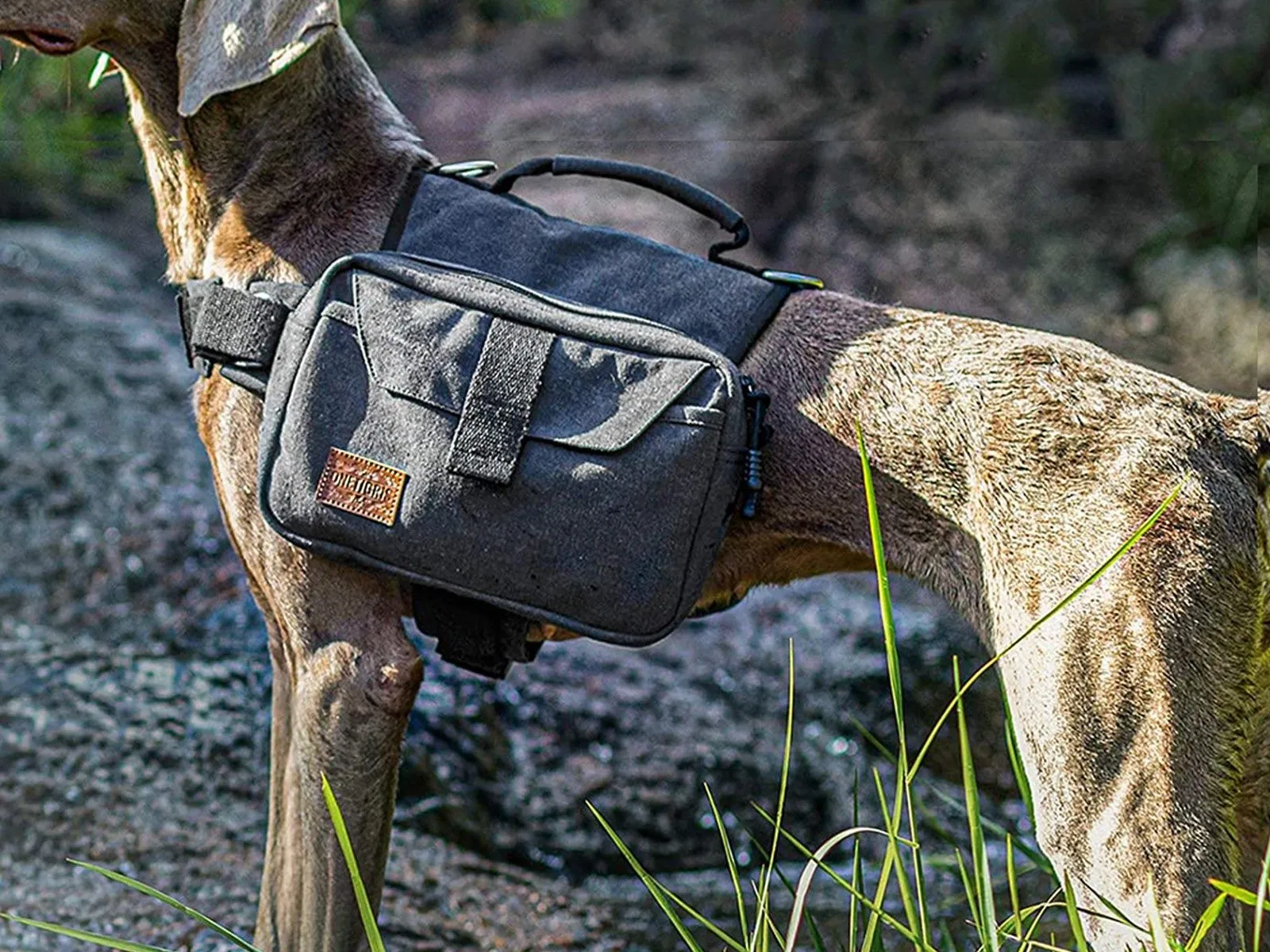 Super special Travel Bag Saddle Rucksack Comprehensive range Size Camping Hiking M Backpack Black Dog